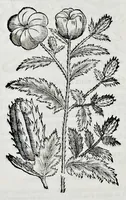 Picture 45 of 61 from Historia natvrale (1672), leaf 675