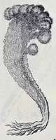 Picture 46 of 61 from Historia natvrale (1672), leaf 676