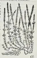 Picture 48 of 61 from Historia natvrale (1672), leaf 679