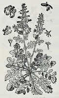 Picture 49 of 61 from Historia natvrale (1672), leaf 681