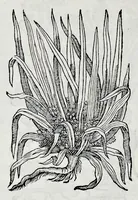 Picture 50 of 61 from Historia natvrale (1672), leaf 685