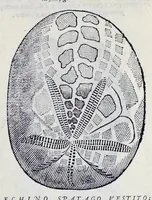 An illustration from Historia natvrale (1672)