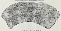 Picture 54 of 61 from Historia natvrale (1672), leaf 701