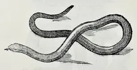 An illustration from Historia natvrale (1672)