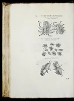 An illustration from Historia natvrale (1672)