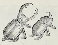 An illustration from Historia natvrale (1672)