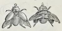An illustration from Historia natvrale (1672)
