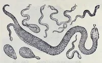Picture 60 of 61 from Historia natvrale (1672), leaf 708