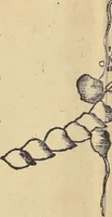 An illustration from Clavdii Ptolemaei Alexandrini Geographicae enarrationis libri octo (1541)