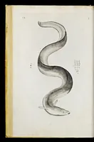 An illustration from Aqvatilium animalivm historiæ, liber primvs : cum eorvmdem formis, ære excvsis (1554)