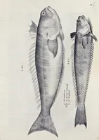 An illustration from Aqvatilium animalivm historiæ, liber primvs : cum eorvmdem formis, ære excvsis (1554)