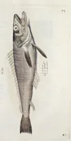 Picture 4 of 26 from Aqvatilium animalivm historiæ, liber primvs : cum eorvmdem formis, ære excvsis (1554), leaf 164