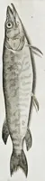 Picture 5 of 26 from Aqvatilium animalivm historiæ, liber primvs : cum eorvmdem formis, ære excvsis (1554), leaf 207