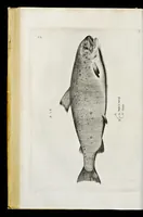 Picture 6 of 26 from Aqvatilium animalivm historiæ, liber primvs : cum eorvmdem formis, ære excvsis (1554), leaf 211