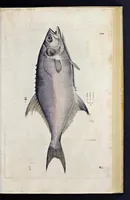 An illustration from Aqvatilium animalivm historiæ, liber primvs : cum eorvmdem formis, ære excvsis (1554)