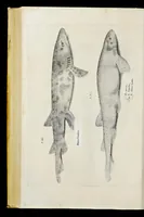 Picture 9 of 26 from Aqvatilium animalivm historiæ, liber primvs : cum eorvmdem formis, ære excvsis (1554), leaf 293