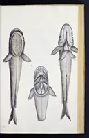 Picture 10 of 26 from Aqvatilium animalivm historiæ, liber primvs : cum eorvmdem formis, ære excvsis (1554), leaf 302