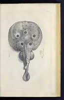 An illustration from Aqvatilium animalivm historiæ, liber primvs : cum eorvmdem formis, ære excvsis (1554)