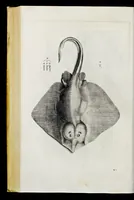 Picture 12 of 26 from Aqvatilium animalivm historiæ, liber primvs : cum eorvmdem formis, ære excvsis (1554), leaf 317