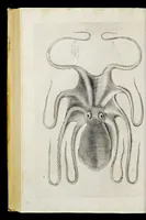 An illustration from Aqvatilium animalivm historiæ, liber primvs : cum eorvmdem formis, ære excvsis (1554)