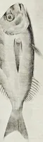 Picture 15 of 26 from Aqvatilium animalivm historiæ, liber primvs : cum eorvmdem formis, ære excvsis (1554), leaf 369