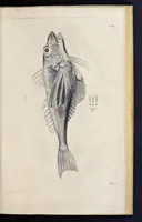 Picture 17 of 26 from Aqvatilium animalivm historiæ, liber primvs : cum eorvmdem formis, ære excvsis (1554), leaf 408