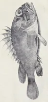 An illustration from Aqvatilium animalivm historiæ, liber primvs : cum eorvmdem formis, ære excvsis (1554)