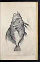 An illustration from Aqvatilium animalivm historiæ, liber primvs : cum eorvmdem formis, ære excvsis (1554)