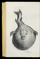 An illustration from Aqvatilium animalivm historiæ, liber primvs : cum eorvmdem formis, ære excvsis (1554)