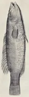 Picture 22 of 26 from Aqvatilium animalivm historiæ, liber primvs : cum eorvmdem formis, ære excvsis (1554), leaf 462