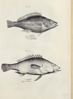 Picture 23 of 26 from Aqvatilium animalivm historiæ, liber primvs : cum eorvmdem formis, ære excvsis (1554), leaf 474