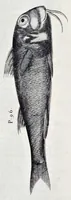 Picture 26 of 26 from Aqvatilium animalivm historiæ, liber primvs : cum eorvmdem formis, ære excvsis (1554), leaf 490