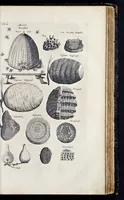 An illustration from I. Jonstons Naeukeurige beschryving van de natuur der vier-voetige dieren, vissen en bloedlooze water-dieren, vogelen, kronkel-dieren, slangen en draken (1660)