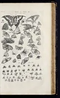 An illustration from I. Jonstons Naeukeurige beschryving van de natuur der vier-voetige dieren, vissen en bloedlooze water-dieren, vogelen, kronkel-dieren, slangen en draken (1660)