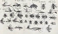 An illustration from I. Jonstons Naeukeurige beschryving van de natuur der vier-voetige dieren, vissen en bloedlooze water-dieren, vogelen, kronkel-dieren, slangen en draken (1660)