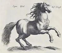 Picture 1 of 39 from I. Jonstons Naeukeurige beschryving van de natuur der vier-voetige dieren, vissen en bloedlooze water-dieren, vogelen, kronkel-dieren, slangen en draken (1660), leaf 12