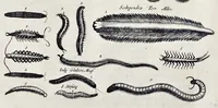 Picture 37 of 39 from I. Jonstons Naeukeurige beschryving van de natuur der vier-voetige dieren, vissen en bloedlooze water-dieren, vogelen, kronkel-dieren, slangen en draken (1660), leaf 1236