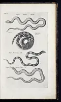 Picture 38 of 39 from I. Jonstons Naeukeurige beschryving van de natuur der vier-voetige dieren, vissen en bloedlooze water-dieren, vogelen, kronkel-dieren, slangen en draken (1660), leaf 1306