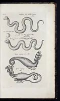 An illustration from I. Jonstons Naeukeurige beschryving van de natuur der vier-voetige dieren, vissen en bloedlooze water-dieren, vogelen, kronkel-dieren, slangen en draken (1660)