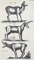 Picture 8 of 39 from I. Jonstons Naeukeurige beschryving van de natuur der vier-voetige dieren, vissen en bloedlooze water-dieren, vogelen, kronkel-dieren, slangen en draken (1660), leaf 134