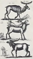 Picture 9 of 39 from I. Jonstons Naeukeurige beschryving van de natuur der vier-voetige dieren, vissen en bloedlooze water-dieren, vogelen, kronkel-dieren, slangen en draken (1660), leaf 142