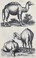 Picture 10 of 39 from I. Jonstons Naeukeurige beschryving van de natuur der vier-voetige dieren, vissen en bloedlooze water-dieren, vogelen, kronkel-dieren, slangen en draken (1660), leaf 168