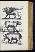 An illustration from I. Jonstons Naeukeurige beschryving van de natuur der vier-voetige dieren, vissen en bloedlooze water-dieren, vogelen, kronkel-dieren, slangen en draken (1660)