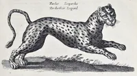 Picture 12 of 39 from I. Jonstons Naeukeurige beschryving van de natuur der vier-voetige dieren, vissen en bloedlooze water-dieren, vogelen, kronkel-dieren, slangen en draken (1660), leaf 210