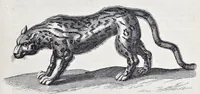 Picture 13 of 39 from I. Jonstons Naeukeurige beschryving van de natuur der vier-voetige dieren, vissen en bloedlooze water-dieren, vogelen, kronkel-dieren, slangen en draken (1660), leaf 210