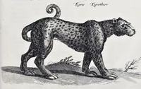 Picture 14 of 39 from I. Jonstons Naeukeurige beschryving van de natuur der vier-voetige dieren, vissen en bloedlooze water-dieren, vogelen, kronkel-dieren, slangen en draken (1660), leaf 210