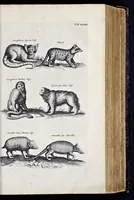 Picture 15 of 39 from I. Jonstons Naeukeurige beschryving van de natuur der vier-voetige dieren, vissen en bloedlooze water-dieren, vogelen, kronkel-dieren, slangen en draken (1660), leaf 248
