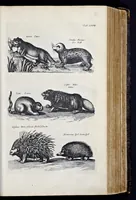 Picture 16 of 39 from I. Jonstons Naeukeurige beschryving van de natuur der vier-voetige dieren, vissen en bloedlooze water-dieren, vogelen, kronkel-dieren, slangen en draken (1660), leaf 264