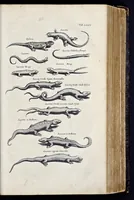 Picture 17 of 39 from I. Jonstons Naeukeurige beschryving van de natuur der vier-voetige dieren, vissen en bloedlooze water-dieren, vogelen, kronkel-dieren, slangen en draken (1660), leaf 318
