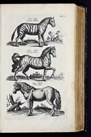 Picture 3 of 39 from I. Jonstons Naeukeurige beschryving van de natuur der vier-voetige dieren, vissen en bloedlooze water-dieren, vogelen, kronkel-dieren, slangen en draken (1660), leaf 32